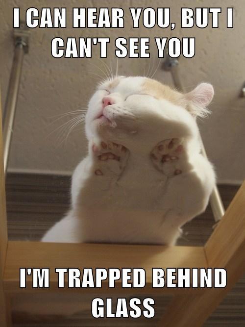 tb_burntfacecat_1.jpg.webp